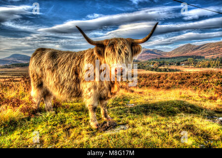 Isle of Mull, Scozia. Artistico vista ravvicinata di un altopiano di mucca che pascolano nella zona Ardnadrochit Isle of Mull. Foto Stock