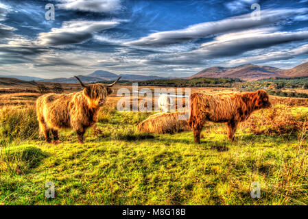 Isle of Mull, Scozia. Vista artistica di highland mucche al pascolo nella zona Ardnadrochit Isle of Mull. Foto Stock