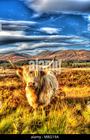 Isle of Mull, Scozia. Artistico vista ravvicinata di un altopiano di mucca che pascolano nella zona Ardnadrochit Isle of Mull. Foto Stock