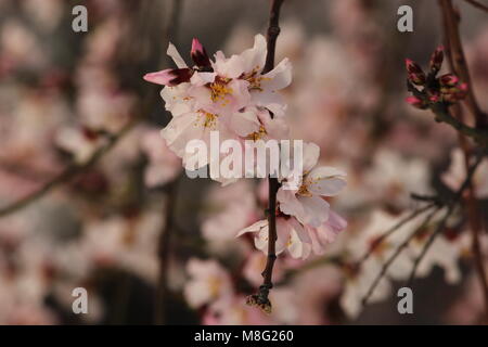 Srinagar, India. Decimo Mar, 2018. Fiore di primavera su alberi di mandorle nel mondo famoso 'Almond alcova' localmente noto come 'Badamwari BADAAM VEAR' Badamwari Garden si trova nel centro cittadino di Srinagar. Si tratta di uno dei più bei monumenti da vedere in primavera dove i mandorli sono in piena fioritura. Credito: Arfath Naseer/Pacific Press/Alamy Live News Foto Stock