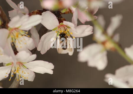 Srinagar, India. Decimo Mar, 2018. Fiore di primavera su alberi di mandorle nel mondo famoso 'Almond alcova' localmente noto come 'Badamwari BADAAM VEAR' Badamwari Garden si trova nel centro cittadino di Srinagar. Si tratta di uno dei più bei monumenti da vedere in primavera dove i mandorli sono in piena fioritura. Credito: Arfath Naseer/Pacific Press/Alamy Live News Foto Stock