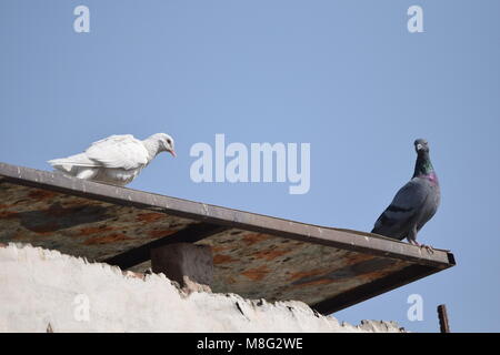 Due piccioni sul tetto Foto Stock