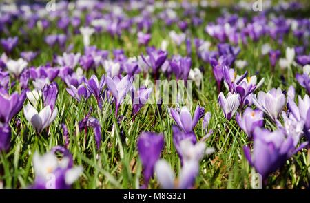 Crocus molla, Foto Stock