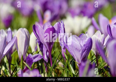 Giardino viola Foto Stock