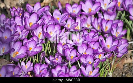 Crocus fiori - viola Foto Stock