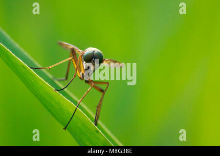 Macro Close-up vista del viso di un giallo Snipefly Marsh, Rhagio tringarius, appoggiato su una foglia verde in un colorato prato Foto Stock