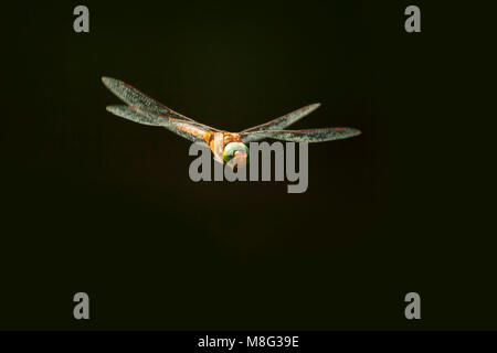 Close up di un verde-eyed hawker libellula Aeshna isoceles, in volo su uno sfondo scuro. Questo è solo uno dei due venditori ambulanti di colore marrone che si trova in Europa. Foto Stock