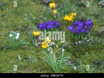 Fiocchi di neve di primavera e crocus in primavera Foto Stock