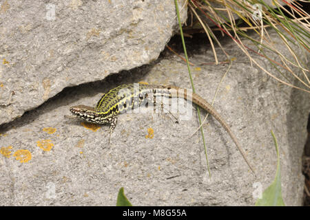 Lucertola muraiola, Podarcis muralis, Isle of Wight, Regno Unito Foto Stock