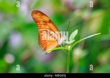 Tropical Julia butterfly Dryas iulia alimentazione su fiori di colore rosso e in appoggio sulla vegetazione della foresta pluviale Foto Stock