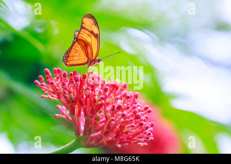 Tropical Julia butterfly Dryas iulia alimentazione su fiori di colore rosso e in appoggio sulla vegetazione della foresta pluviale Foto Stock