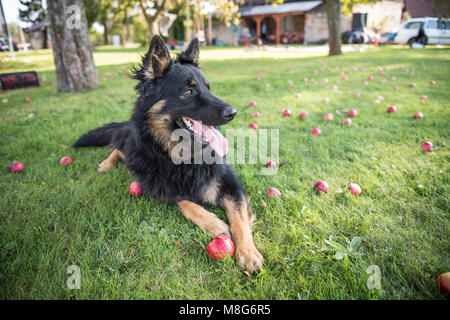 Giovane Pastore della Boemia si trova e si appoggia in un giardino circondato da caduta mele Foto Stock