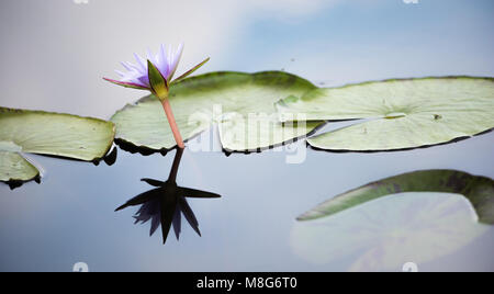 Blue Lotus del Nilo Lily nella palude Mabamba in Uganda Foto Stock