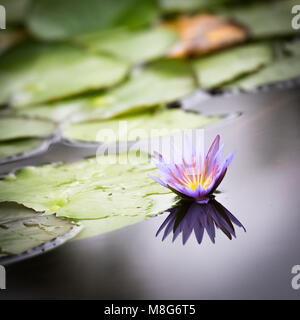 Blue Lotus del Nilo Lily nella palude Mabamba in Uganda Foto Stock