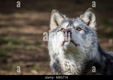 Lupo raffigurato in U Conservation Society, i lupi sono tenuti in aree di grandi dimensioni e ben curato, hanno salvato molte lupi dalla morte certa. Foto Stock