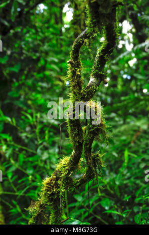 Gli epifiti, piante che crescono su altre piante, prosperano in ambiente umido in Monteverde Cloud Forest Riserve. Foto Stock