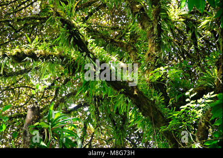 Questo ambiente umido in Monteverde Cloud Forest Riserve aiuta a promuovere una quantità enorme di biodiversità, Foto Stock