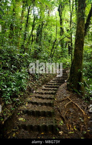 Lussureggiante fogliame verde circonda i numerosi sentieri escursionistici a Monteverde Cloud Forest in Costa Rica. Foto Stock