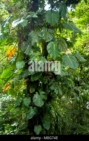 Questo ambiente umido in Monteverde Cloud Forest Riserve aiuta a promuovere una quantità enorme di biodiversità, Foto Stock