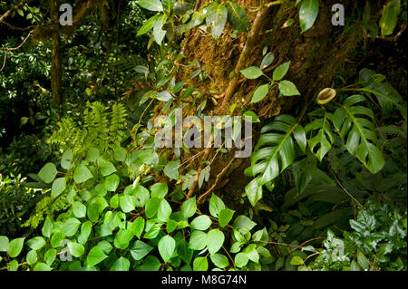 Questo ambiente umido in Monteverde Cloud Forest Riserve aiuta a promuovere una quantità enorme di biodiversità, Foto Stock