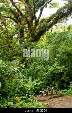 La Monteverde Cloud Forest Reserve è stato istituito nel 1972 e riguardava inizialmente alcuni 810 ettari di superficie boschiva. Oltre 8 miglia (13 km) di sentieri sono Foto Stock