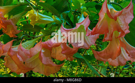 Angelo tromba, Brugmansia suaveolens, Cypress Garden, Mill Valley, California.psd Foto Stock