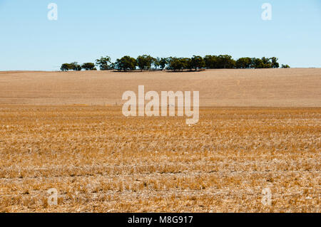 Raccolte di campi di grano - Australia Foto Stock