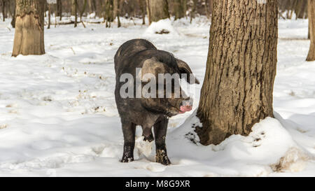 Serbia - Il Mangalica (Mangalitsa, Mangalitza) un vecchio ungherese razza di suini domestici di roaming liberamente la neve coperto di boschi e di foraggio per gli alimenti Foto Stock