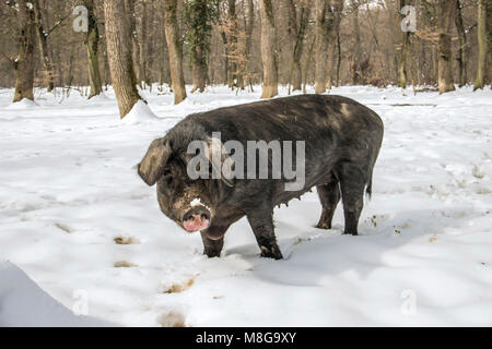 Serbia - Il Mangalica (Mangalitsa, Mangalitza) un vecchio ungherese razza di suini domestici di roaming liberamente la neve coperto di boschi e di foraggio per gli alimenti Foto Stock