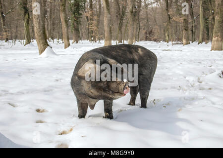 Serbia - Il Mangalica (Mangalitsa, Mangalitza) un vecchio ungherese razza di suini domestici di roaming liberamente la neve coperto di boschi e di foraggio per gli alimenti Foto Stock