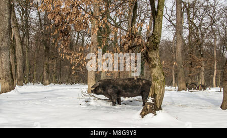 Serbia - Il Mangalica (Mangalitsa, Mangalitza) un vecchio ungherese razza di suini domestici di roaming liberamente la neve coperto di boschi e di foraggio per gli alimenti Foto Stock