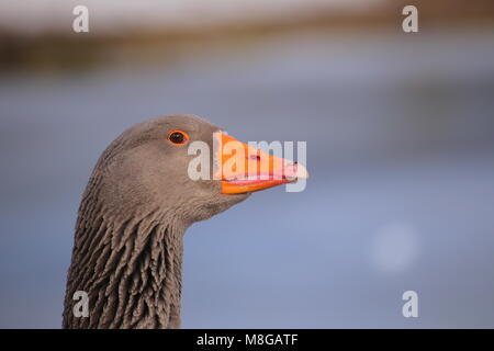 Ritratto di un oca graylag (Anser anser). Foto Stock