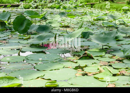 Water Lilies su un laghetto, Vietnam Foto Stock