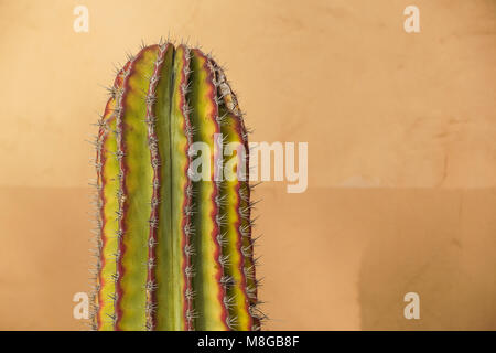 Cactus Neon. Stillife minima. Galleria d'arte di design di moda. La vaniglia colore alla moda. Concetto su sfondo giallo. Dettaglio Foto Stock