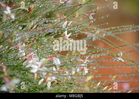 Centinaia di piccole gocce di pioggia sui gambi dei fiori graziosi della farfalla di whirling o di Gaura, sfondo arancione sfocato, giardino costiero sub tropicale australiano Foto Stock