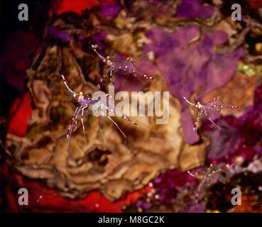 Non è stato fino al 1967 che Bruun è partner di pulizia gamberetti (Urocaridella antonbruunii: 2 cm) è stato classificato. Chiaramente, i biologi marini non aveva notato prima. Questo non è del tutto sorprendente in quanto è piccolo, trasparente e vive in gruppi all'interno di piccole fessure reef, dove esso si blocca immobile nell'acqua. Tali luoghi sono stazioni di lavaggio, dove il pesce arriva ad avere la pelle morta e parassiti rimossi da piccoli animali che altrove sarebbe mangiato.Questa relazione simbiotica è paragonabile a quella del greco antico tregua olimpica - il comportamento normale è sospeso a reciproco vantaggio. Mar Rosso egiziano. Foto Stock