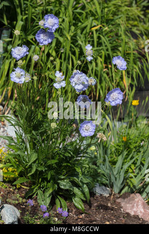 Scabious caucasici, Höstvädd (Scabiosa caucasica) Foto Stock