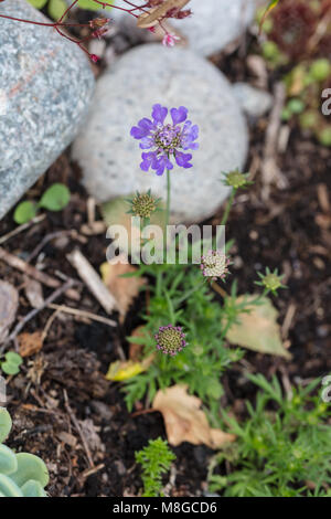 "Blu Farfalla' piccoli scabious, Fältvädd (Scabiosa colombari) Foto Stock