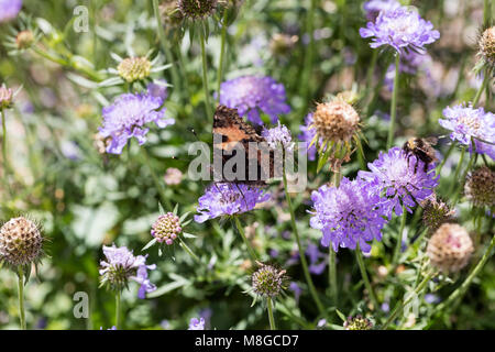 "Blu Farfalla' piccoli scabious, Fältvädd (Scabiosa colombari) Foto Stock