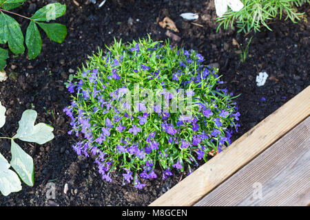 'Sapphire' giardino Lobelia, Hänglobelia (Lobelia erinus var. pendula) Foto Stock