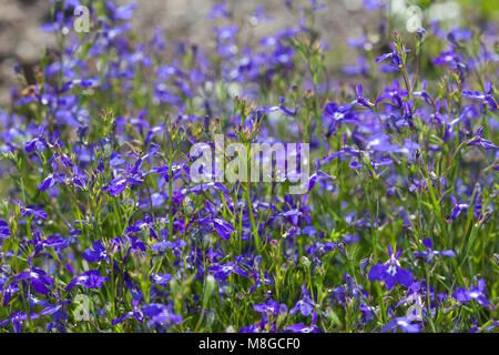 'Sapphire' giardino Lobelia, Hänglobelia (Lobelia erinus var. pendula) Foto Stock