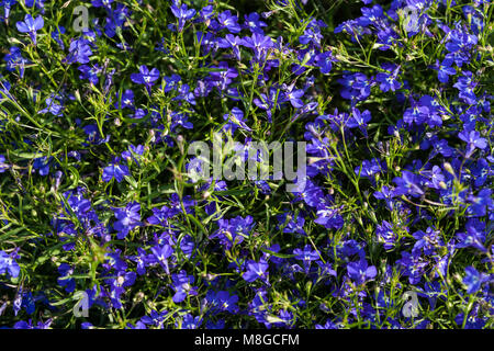 'Sapphire' giardino Lobelia, Hänglobelia (Lobelia erinus var. pendula) Foto Stock