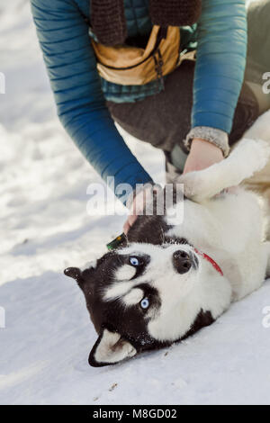 Donna che gioca con la sua siberian husky cane sulla neve nel Parco Foto Stock