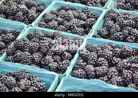 Fresche e mature succosa coltivate biologicamente more locale pulito e pronto per la vendita in un locale aperto il Mercato degli Agricoltori Foto Stock