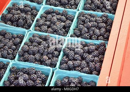 Fresche e mature succosa coltivate biologicamente more locale pulito e pronto per la vendita in un locale aperto il Mercato degli Agricoltori Foto Stock