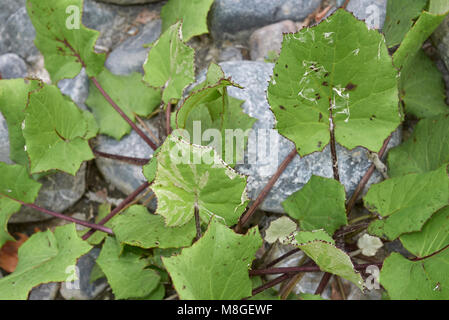 Tussilago farfara Foto Stock