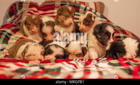 Quattro settimane di età neonato carino Border Collie cucciolo figliata in ambiente domestico su un letto a scacchi coperchio. Foto Stock