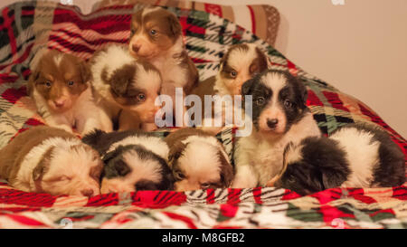 Quattro settimane di età neonato carino Border Collie cucciolo figliata in ambiente domestico su un letto a scacchi coperchio. Foto Stock