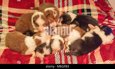 Quattro settimane di età neonato carino Border Collie cucciolo figliata in ambiente domestico su un letto a scacchi coperchio. Foto Stock