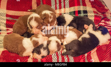 Quattro settimane di età neonato carino Border Collie cucciolo figliata in ambiente domestico su un letto a scacchi coperchio. Foto Stock